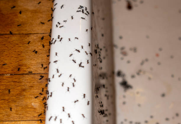 Best Affordable Pest Control Services  in Washington Heights, NY