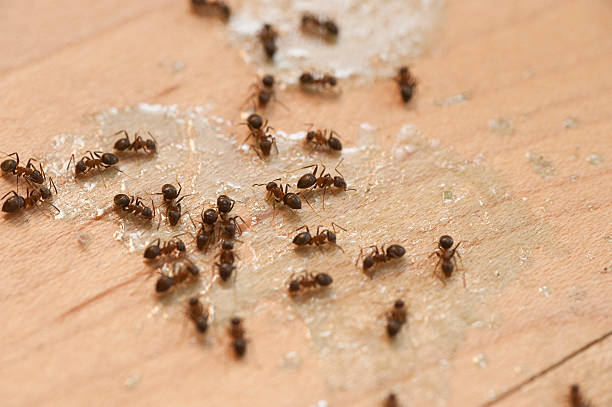 Best Pest Prevention Services  in Washington Heights, NY